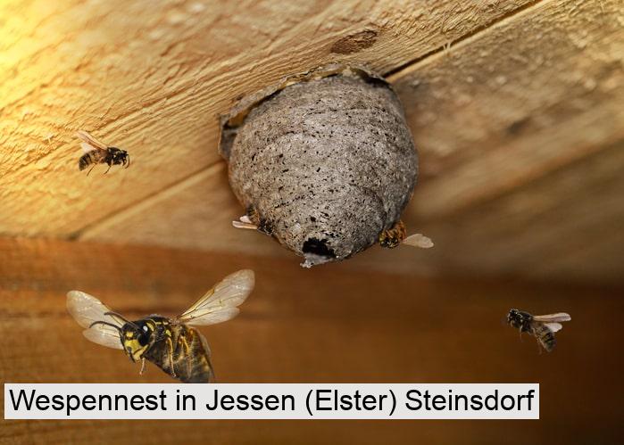 Wespennest in Jessen (Elster) Steinsdorf